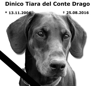 Dinico Tiara del Conte Drago